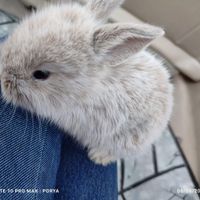 بچه خرگوش لوپ|موش و خرگوش|مشهد, ابوطالب|دیوار