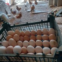 تخم مرغ نطفه دار برای جوجه کشی|حیوانات مزرعه|آران و بیدگل, |دیوار
