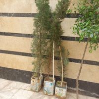 درختچه تزیینی|گل و گیاه طبیعی|تهران, مسعودیه|دیوار