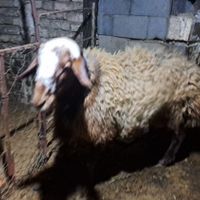 یک راس گوسفند مهربان داشتی|حیوانات مزرعه|تویسرکان, |دیوار