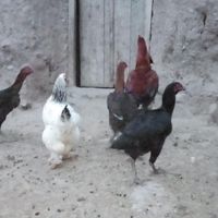 تخم لاری نطفه دار|حیوانات مزرعه|مشهد, ۱۷ شهریور|دیوار
