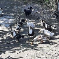 غاز اردک موجود|حیوانات مزرعه|رشت, گلسار|دیوار