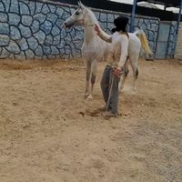 اسب نریان عرب|اسب و تجهیزات اسب‌سواری|تهران, چیتگر|دیوار