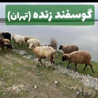 گوسفند زنده جهت عقیقه نوزاد وتولد نوزاد ومجالس|حیوانات مزرعه|تهران, بهاران|دیوار