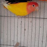طوطی برزیلی|پرنده|بندرعباس, |دیوار