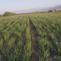 بذر پیاز قرمز به شرط|خدمات باغبانی و درختکاری|شیراز, دروازه اصفهان|دیوار