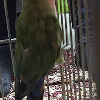 طوطی کوتوله نیمه رام و باهوش|پرنده|کرمان, |دیوار