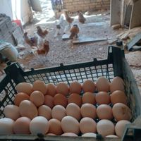 تخم مرغ نطفه دار برای جوجه کشی|حیوانات مزرعه|آران و بیدگل, |دیوار