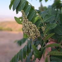 سماق آسیاب شده بدون هسته|خوردنی و آشامیدنی|تهران, پونک|دیوار