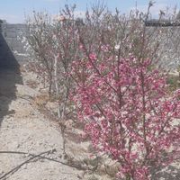 باغچه ۳۰۰ متری منطقه یقه شهریار (تهاتر)|فروش زمین و کلنگی|تهران, وحیدیه|دیوار