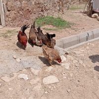 مرغ تخمگذار جوان سرحال|حیوانات مزرعه|بردسکن, |دیوار