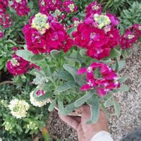 مجموعه ای کامل از گل و گیاه و نهال و اکالیپتوس و|گل و گیاه طبیعی|اصفهان, آزادان|دیوار