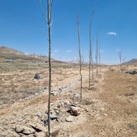 زمین ۵۰۰ متر با چهل اصله درخت ۵ ساله|فروش زمین و کلنگی|تهران, پیروزی|دیوار