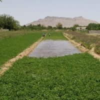 زمین کشاورزی ۲۰۰۰متر|فروش زمین و کلنگی|اصفهان, محمدآباد|دیوار