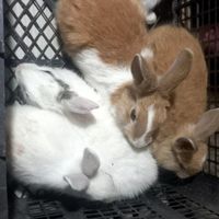 ۵ عدد بچه خرگوش ۲ عدد خرگوش ۵۰ روزه|موش و خرگوش|آق قلا, |دیوار