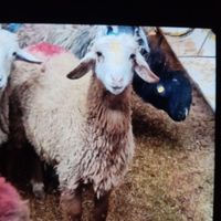 گوسفند نر و ماده بره با|حیوانات مزرعه|مشهد, کشاورز|دیوار