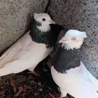 کبوتر همه رقمه ببین وبخر|پرنده|کامیاران, |دیوار