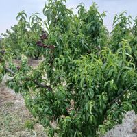 باغ وباغچه/باانشعابات/سندتک برگ/موقعیت عالی|فروش زمین و ملک کلنگی|تهران, شهرک ولیعصر|دیوار