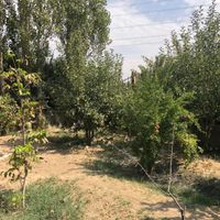باغچه آزادگان خیابان صفا|فروش زمین و کلنگی|تهران, شهرک طالقانی|دیوار