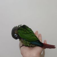 طوطی گرینچیک گم شده / گمشده مژدگانی داده می‌شه|حیوانات|تهران, مخصوص|دیوار