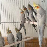 عروس هلندی|پرنده|تهران, کاظم‌آباد|دیوار