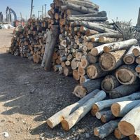 خرید انواع درخت و چوب های صنعتی و هیزمی|خدمات باغبانی و درختکاری|کرج, اخترآباد|دیوار