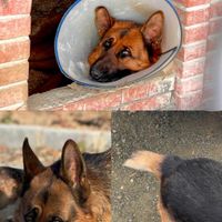 گم شدن سگ ژرمن شپرد در سنندج|حیوانات|سنندج, |دیوار