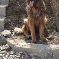 سگ ژرمن شولاین . شپرد اصیل مو بلند ماده|سگ|لشت نشا, |دیوار