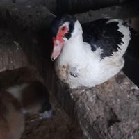 اردک خارجی|حیوانات مزرعه|سورک, |دیوار