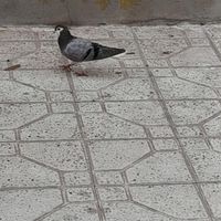 ۵تا کبوتر دمگیر|پرنده|اصفهان, راران|دیوار