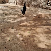 مرغ و خروس|حیوانات مزرعه|فرخ‌شهر, |دیوار