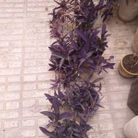 گل وگلدان|حراج|اصفهان, بوزان|دیوار