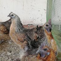 تخم مرغ لاکنزی آراکانا نژاد تخم آبی و گلین|حیوانات مزرعه|مشهد, جانباز|دیوار