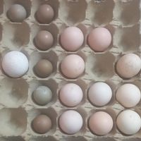 تخم نطفه دار دورگ لاری|حیوانات مزرعه|مشهد, جانباز|دیوار