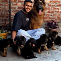 سگ German shepherd،ژرمن شپرد،سگ جواهر،رفیق خانواده|سگ|تهران, مرزداران|دیوار