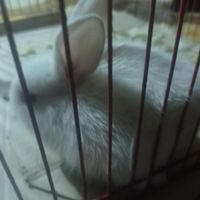 فروش بچه خرگوش|موش و خرگوش|اهواز, کانتکس|دیوار