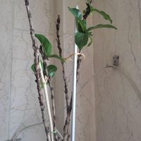 لیراتا|گل و گیاه طبیعی|تهران, پونک|دیوار