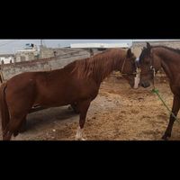 دو عدد اسب عرب|اسب و تجهیزات اسب سواری|اهواز, کیانشهر|دیوار