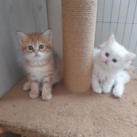 گربه بریتیش خانگی|گربه|تهران, توحید|دیوار