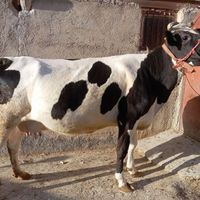 گاو شیری ابستن|حیوانات مزرعه|نورآباد, |دیوار