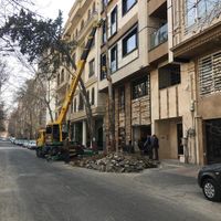 جابجایی درخت تخصص ماست|خدمات باغبانی و درختکاری|تهران, تجریش|دیوار