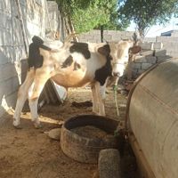 گوساله سیمنتال|حیوانات مزرعه|دزفول, |دیوار