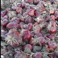 بذر پیاز قرمز به شرط|خدمات باغبانی و درختکاری|شیراز, دروازه اصفهان|دیوار