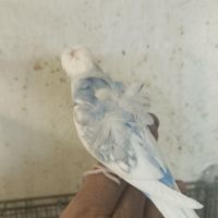 مرغ عشق پروانه ای|پرنده|تهران, سلسبیل|دیوار