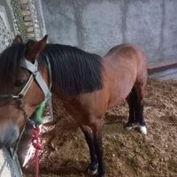 فروش نریان|اسب و تجهیزات اسب سواری|میانه, |دیوار