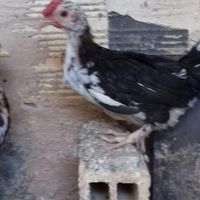 نیمچه خروس گلین|حیوانات مزرعه|اصفهان, محمودآباد|دیوار