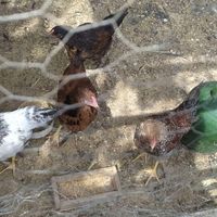 مرغ و خروس دم تخم گلپایپانی|حیوانات مزرعه|ابریشم, |دیوار