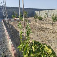 باغچه خام|فروش زمین و کلنگی|تهران, تهران‌سر|دیوار