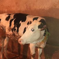 گوساله دورگ فقط برای کشتار|حیوانات مزرعه|نورآباد, |دیوار