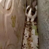 خرگوش|موش و خرگوش|سراوان-سیستان و بلوچستان, |دیوار